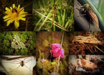 Peatland can support multiple ecosystem services (c) James Hutton Institute