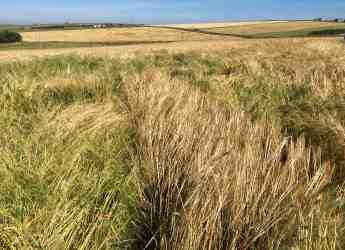 Bere barley plot (c) James Hutton Institute