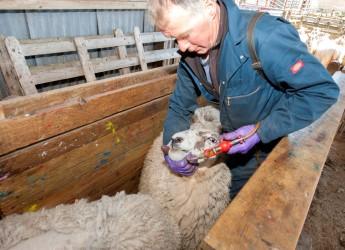 Working with sheep at Glensaugh (c) James Hutton Institute