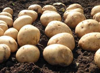 Potatoes lying on soil (c) James Hutton Institute