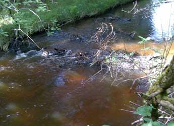 Woody debris in a stream