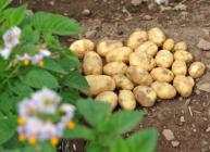 Potatoes in a field (c) James Hutton Institute