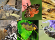 Invertebrate species (courtesy Jenni Stockan)