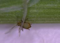 Aphid (courtesy Jenni Stockan)