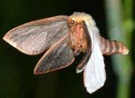 Displaying male Ghost Moth