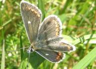 North Brown Argus butterfly © Geoff Wilkinson