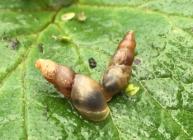 Pond mud snails (c) Scott Shanks