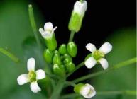 Arabidopsis plant