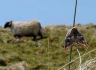 Emperor moth and sheep in the background