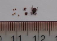 Image showing Adult tick with nymphs - a ruler is shown for scale