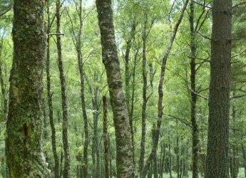 Forest near Ballater (c) James Hutton Institute