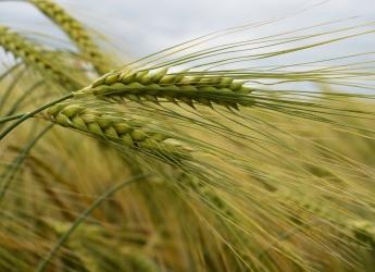 Barley (c) James Hutton Institute