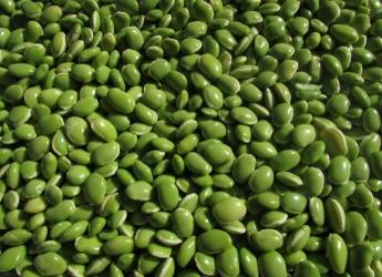 Beans (Vijaya Narasimha/Pixabay)