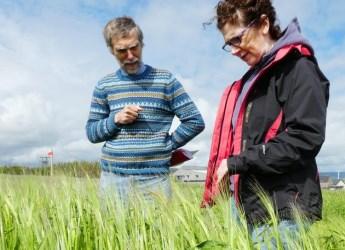 Scientists discussed heritage of bere barley in Orkney (c) James Hutton Inst