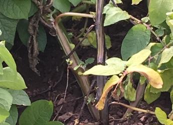 Blackleg is a costly plant disease for potato growers