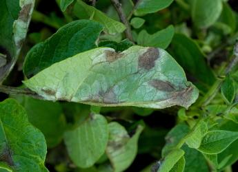 Plant leaves showing blight infection 