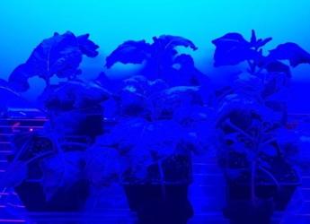 Blue light is important for plants but it inhibits immunity to late blight