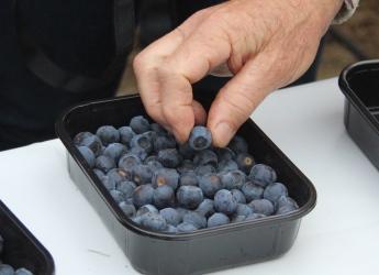 Blueberries (c) James Hutton Institute