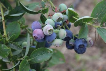 Blueberries (c) James Hutton Institute