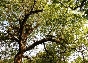 British oak trees support a rich biodiversity (c) James Huttton Institute