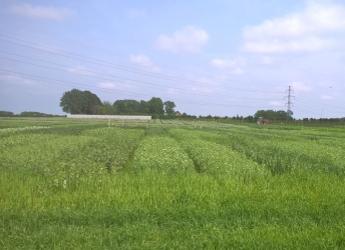 SEAMS is developing a network of crop mixture trials