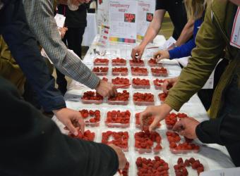 Research to improve flavour of UK raspberries