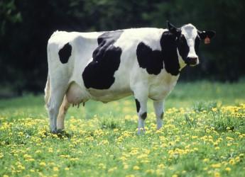 The Irish dairy sector has undergone a period of growth after 2015