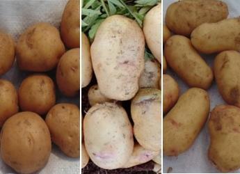 Five new potato varieties have been approved for release in Malawi