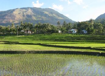 Rice fields in Indonesia (courtesy Dr Robin Matthews)