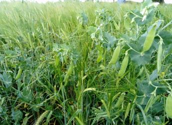 A pea-barley intercropping plot