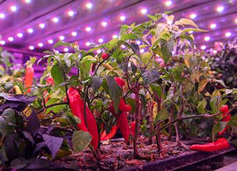 A vertical farm at the James Hutton Institute (Image: Ian Georgeson)