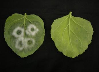 Potato leaves showing blight infection (c) James Hutton Institute