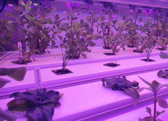 Liberty Produce's TCEA tech will support Singapore's vertical farming capability