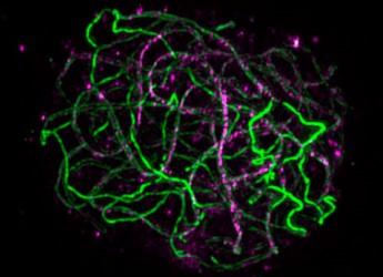 Meiosis (Isabelle Colas, James Hutton Institute)