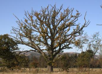 Oak tree (c) James Hutton Institute