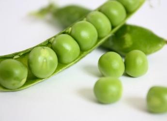 Peas (Pisum sativum) can be used to distil gin