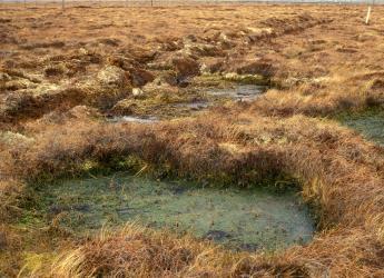 Peatlands store large amounts of terrestrial carbon (c) James Hutton Institute