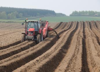 Potato beds at Balruddery Farm (c) James Hutton Institute