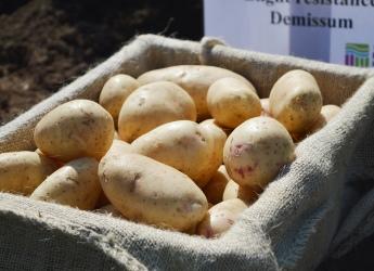 The finding will assist breeders in developing more resilient potato varieties