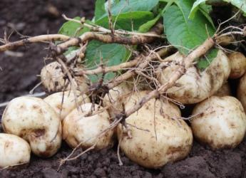 Tubers do not develop well under high heat conditions (c) James Hutton Institute