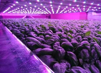 Produce growing on IGS Ltd's vertical farm at our Dundee site