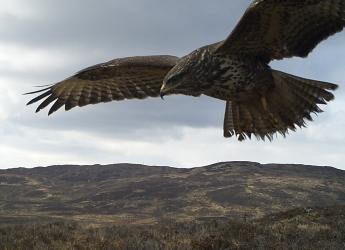 Buzzard in mid-flight, image captured by WiSE