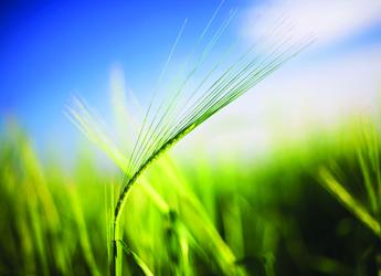 Image showing a barley stem in a barley field