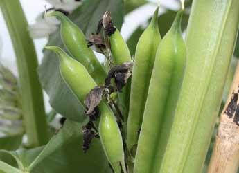 Bean crop (c) James Hutton Institute