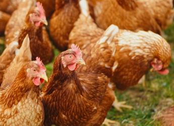 Poultry red mites are a global problem for the egg industry