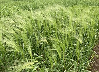 Bere Unst barley 