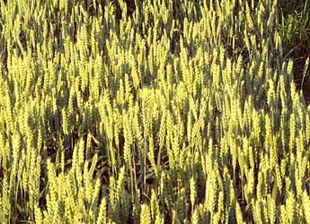 Wheat field