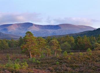 Image showing a landscape with Pine Trees in the foreground