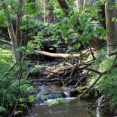 Photograph of the burn in April 2011