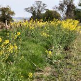 Photograph of weedy oilseed rape in a field margin at Balruddery